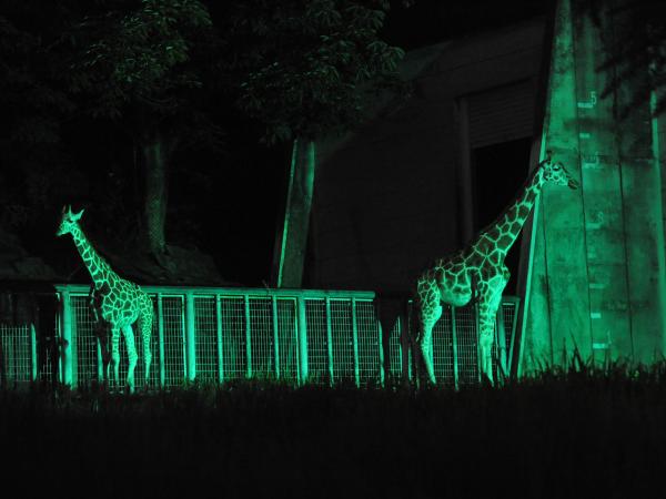 東山動植物園ナイトZOO