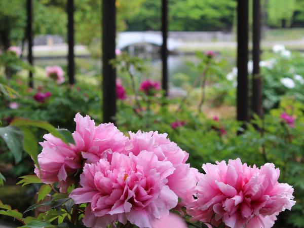 Tokugawa-en Gardens