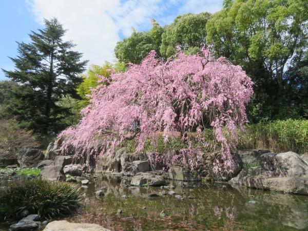 白鳥庭園の桜