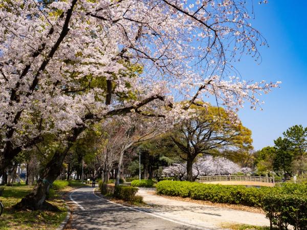 Meijo Park cherry blossoms