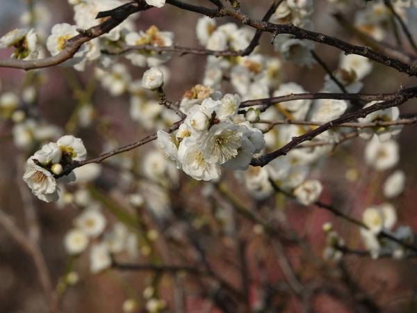 Arako Park plum blossoms