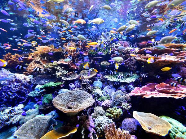 名古屋港水族馆