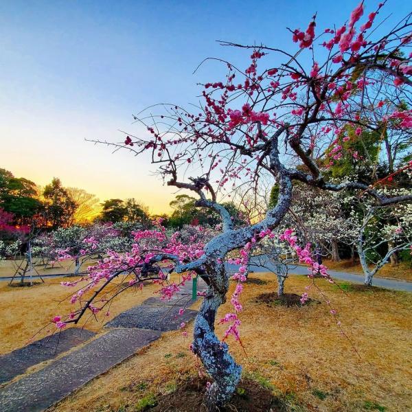 向山緑地内梅林園