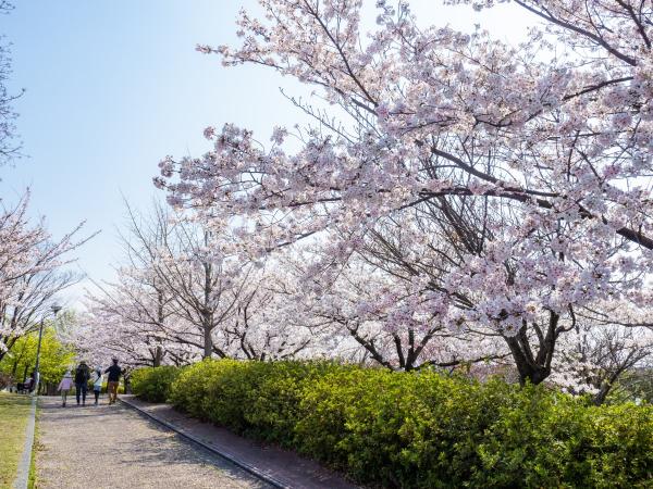 農業文化園・戸田川緑地の桜