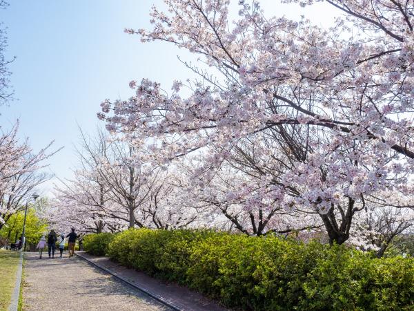 Agricultural Park / Toda River Greenery Park cherry blossoms