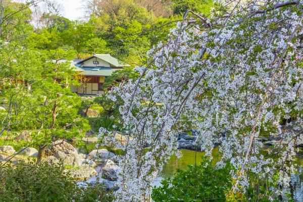 白鳥庭園の桜