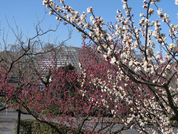 Togokusan Fruits Park plum blossoms