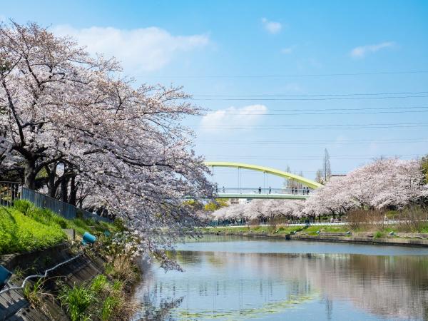 荒子川公園　サクラ