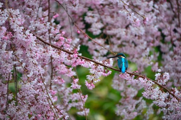 白鳥庭園の桜