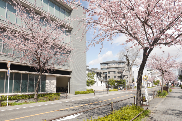 오칸자쿠라의 벚꽃길