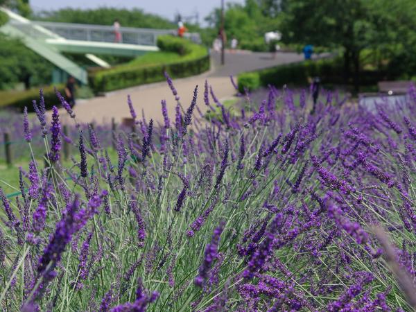 荒子川公園　ラベンダー