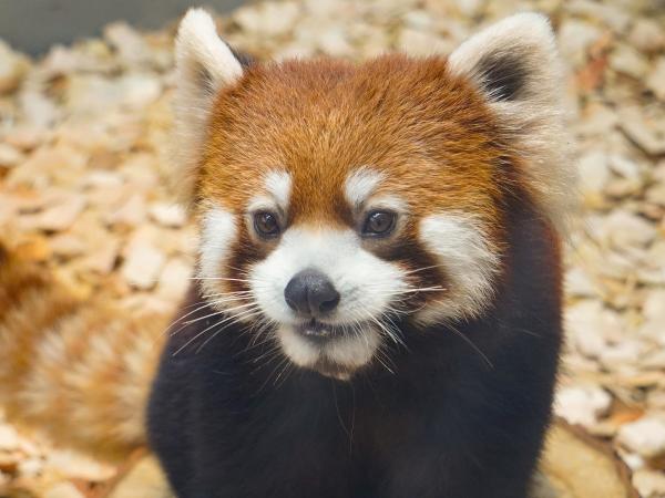 東山動植物園 レッサーパンダ