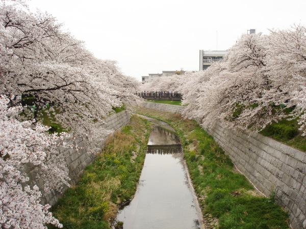 山崎川