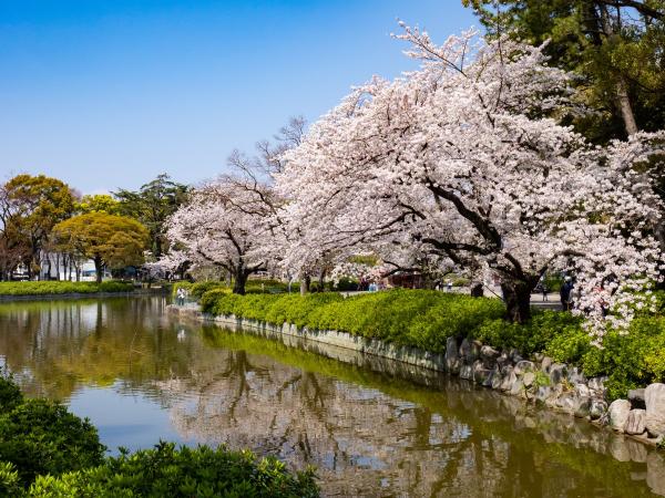 Meijo Park cherry blossoms