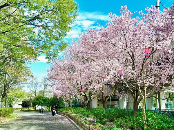 荒子川公園の桜