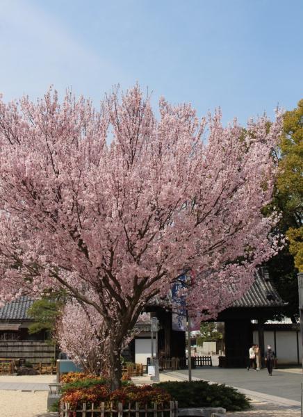 徳川園の桜