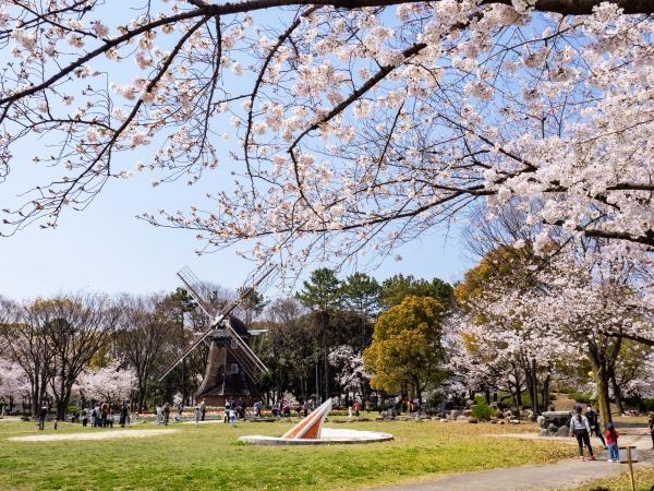 Meijo Park cherry blossoms