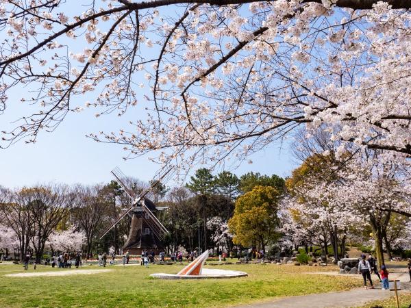Meijo Park Cherry Blossoms
