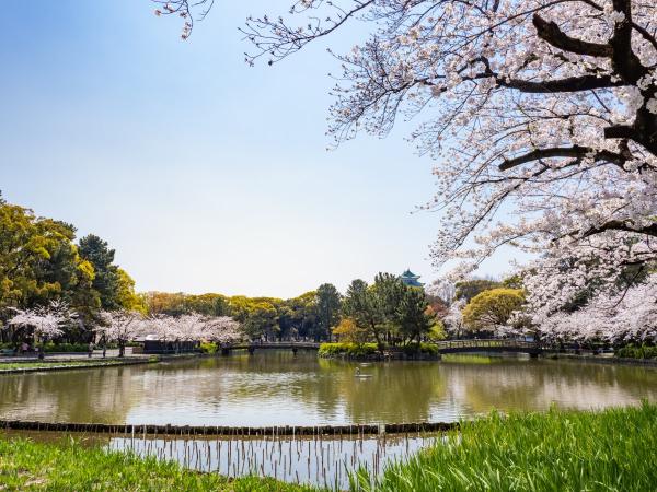 Meijo Park cherry blossoms