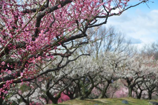 Higashiyama Zoo and Botanical Gardens plum blossoms