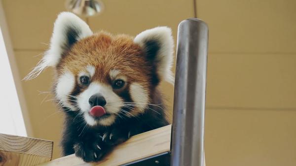 Higashiyama Zoo and Botanical Garden（Zoo Site）