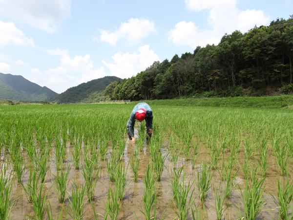 萬乗醸造　田んぼ