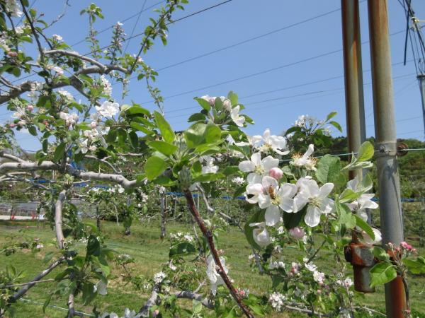 東谷山フルーツパーク　リンゴの花