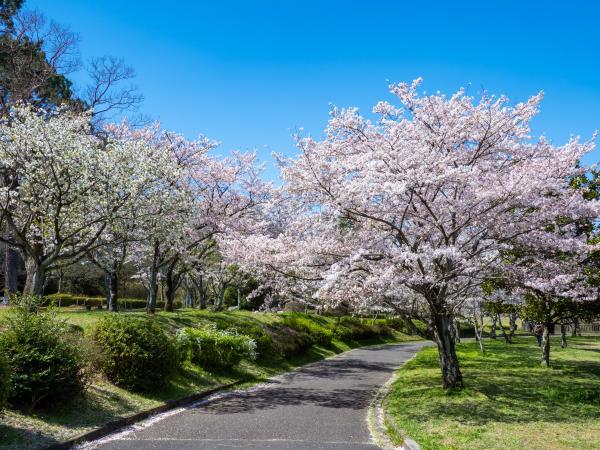 Peace Park cherry blossoms