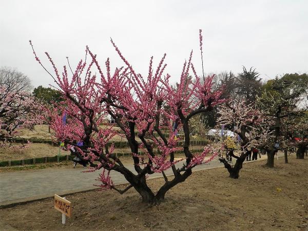 아라코 공원