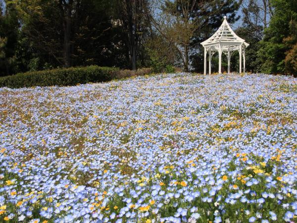 春のワイルドフラワーの里