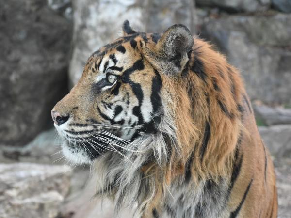 東山動植物園 トラ