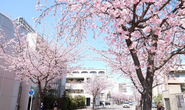 Okanzakura Cherry Blossoms Avenue