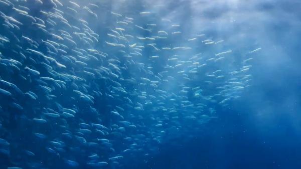 名古屋港水族館