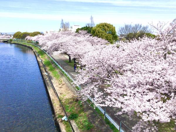 荒子川公園の桜