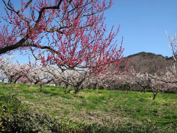 Togokusan Fruits Park