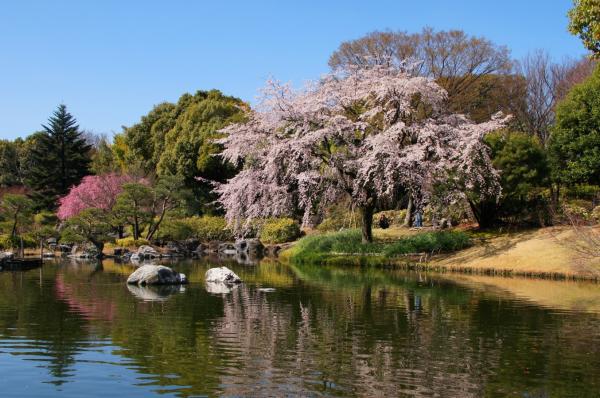 白鳥庭園の桜