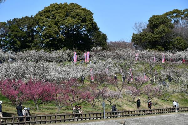 Souri Pond plum blossoms