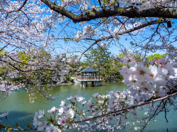 Tsuruma Park Cherry Blossoms