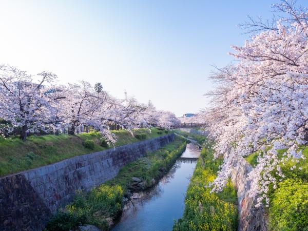 Banks of the Yamazaki River