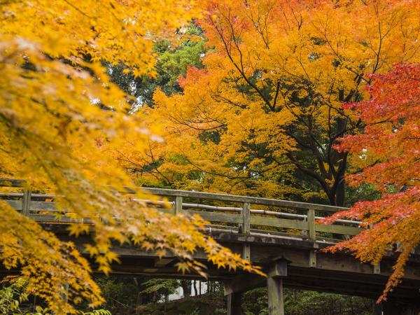 徳川園 虎仙橋 紅葉