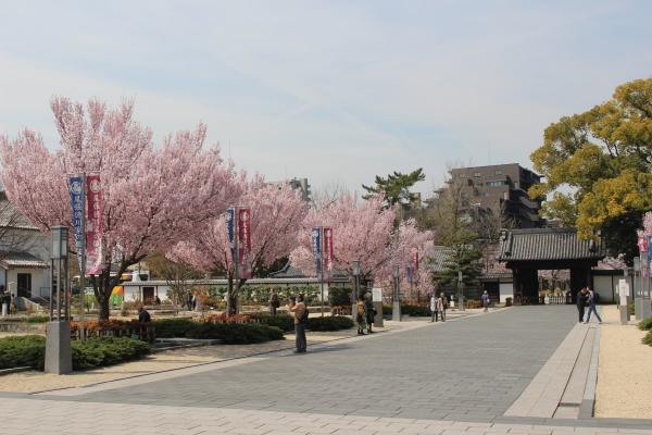 徳川園の桜