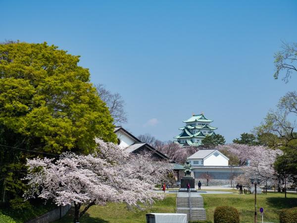 名古屋城と桜