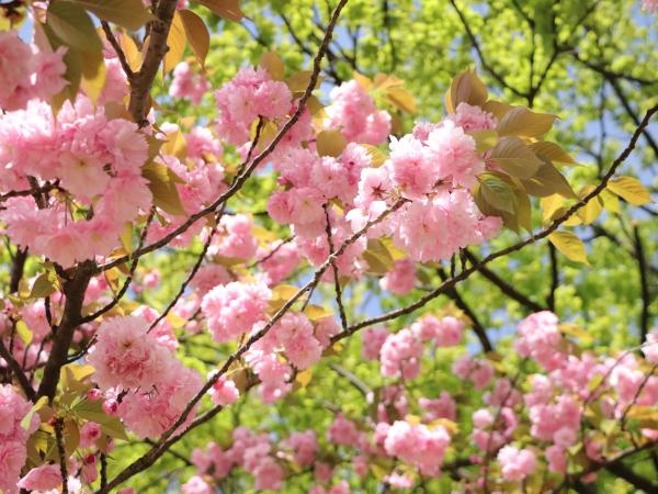 Shonai Ryokuchi Park cherry blossoms