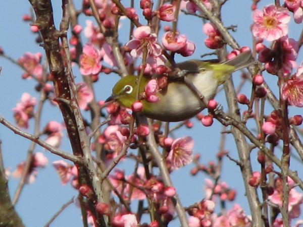 Togokusan Fruits Park plum blossoms