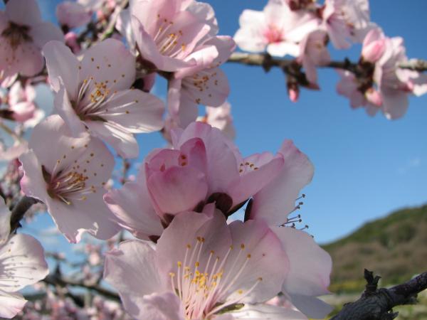東谷山フルーツパーク　アーモンドの花