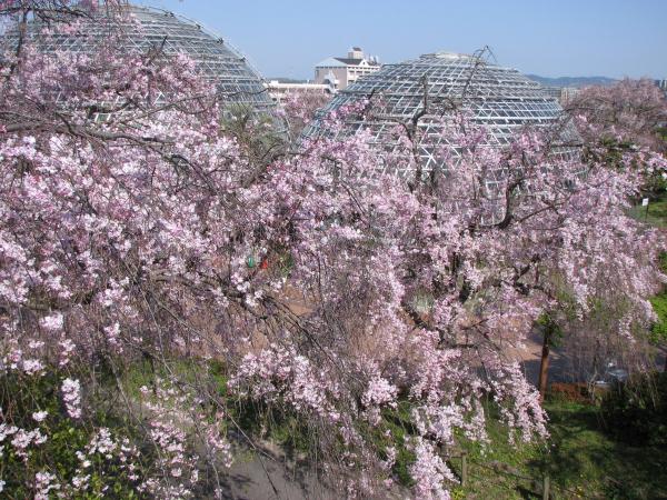 Togokusan Fruits Park 