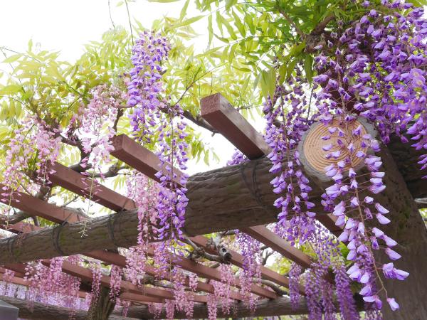 쓰시마 천왕강 공원(天王川公園)과 그 주변