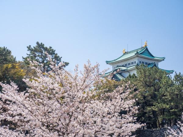 Nagoya Castle and cherry blossoms