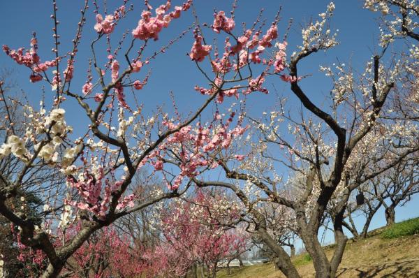 Higashiyama Zoo and Botanical Gardens plum blossoms