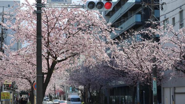Avenue of Okan Cherry Trees